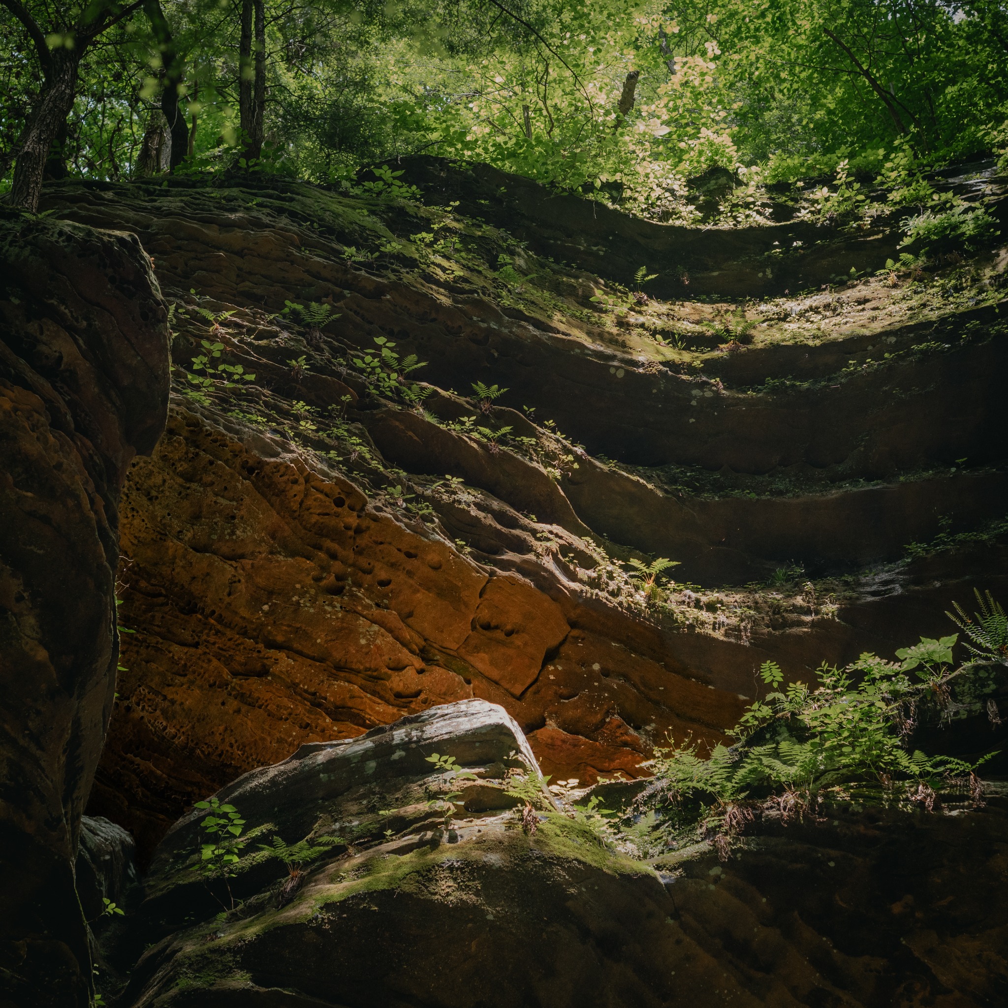 Light filters into a mossy sandstone ravine layered with ferns and green leaves.